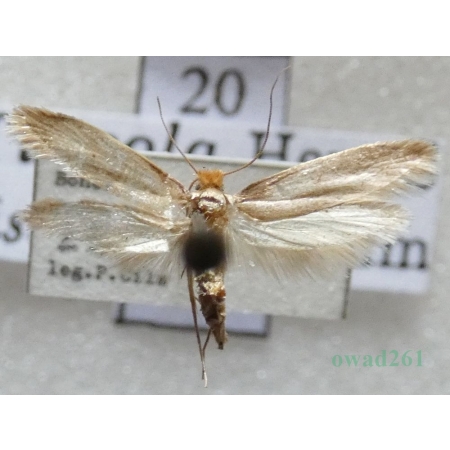 Tineola bisselliella (Hummel, 1823) Mól włosienniczek Czech20